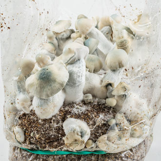 Zamnesia Ready-2-Grow Bag "Jack Rabbit"