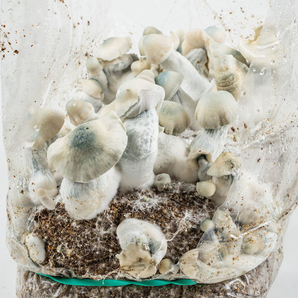 Zamnesia Ready-2-Grow Bag "Jack Rabbit"