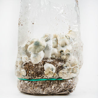 Zamnesia Ready-2-Grow Bag "Jack Rabbit"