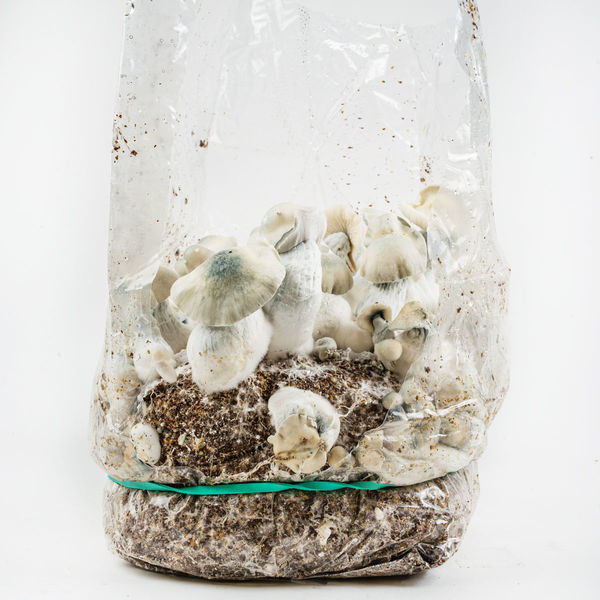 Zamnesia Ready-2-Grow Bag "Jack Rabbit"