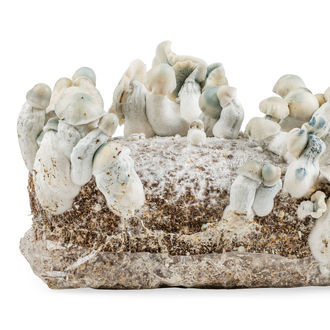 Zamnesia Ready-2-Grow Bag "Jack Rabbit"