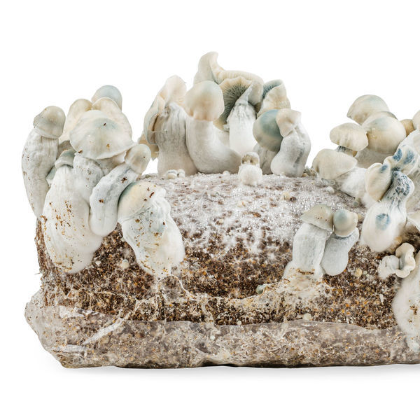 Zamnesia Ready-2-Grow Bag "Jack Rabbit"