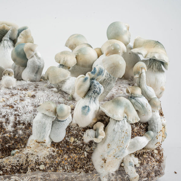 Zamnesia Ready-2-Grow Bag "Jack Rabbit"