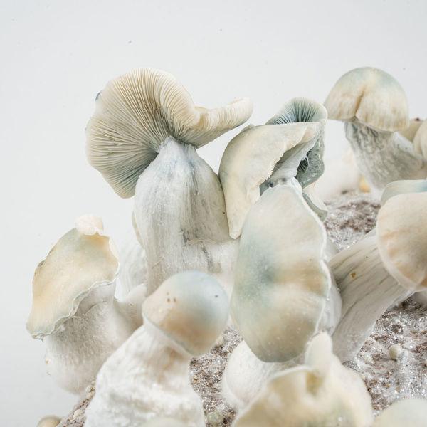 Zamnesia Ready-2-Grow Bag "Jack Rabbit"