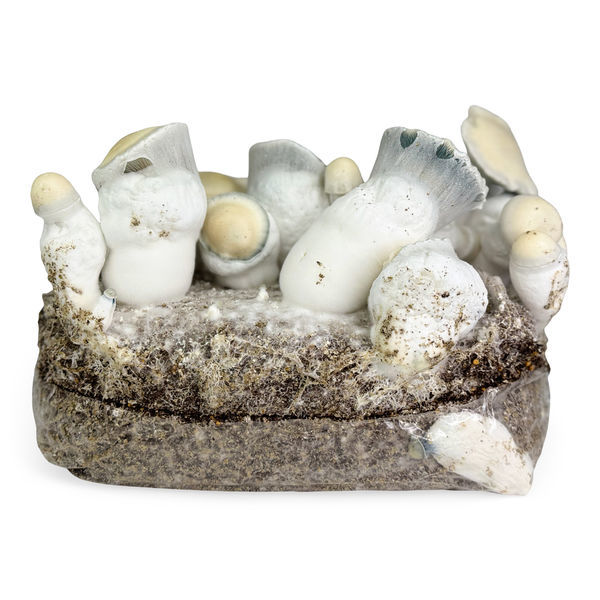 Zamnesia Ready-2-Grow Bag "Jack Rabbit"