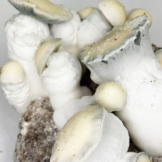 Zamnesia Ready-2-Grow Bag "Jack Rabbit"