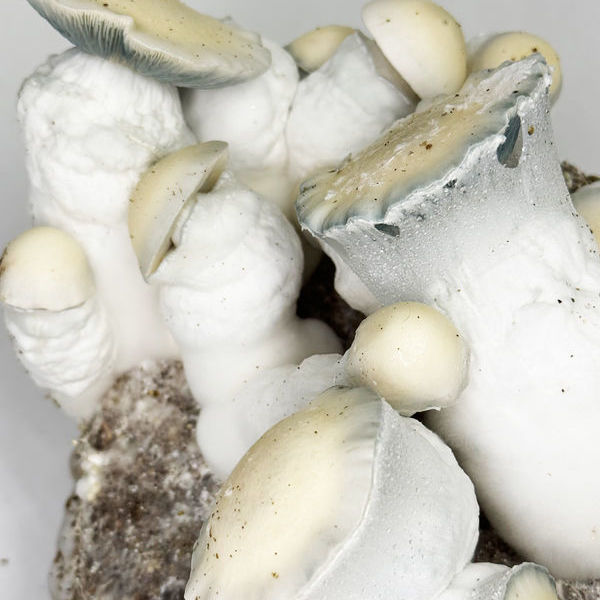 Zamnesia Ready-2-Grow Bag "Jack Rabbit"