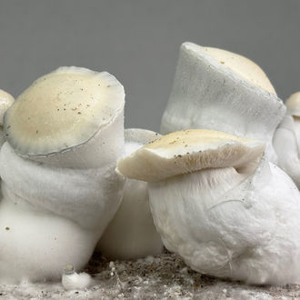 Zamnesia Ready-2-Grow Bag "Jack Rabbit"