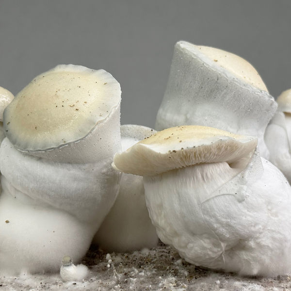 Zamnesia Ready-2-Grow Bag "Jack Rabbit"