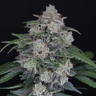 MAK OG Auto (Pure Instinto) Feminizada
