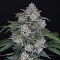 MAK OG Auto (Pure Instinto) Feminizada