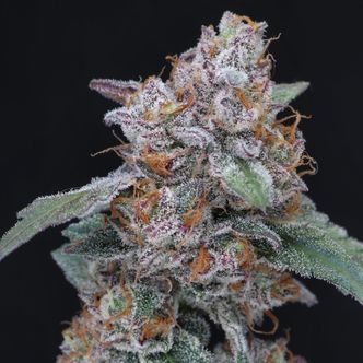 SherBacio OG Auto (Pure Instinto) Feminizada