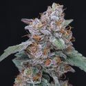 SherBacio OG Auto (Pure Instinto) Feminizada