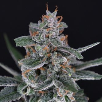 Tri-Whip Kush Auto (Pure Instinto) Feminizada