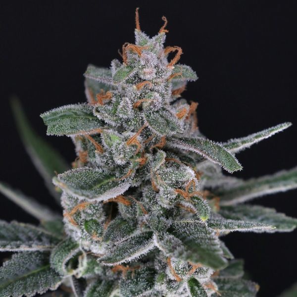 Tri-Whip Kush Auto (Pure Instinto) Feminizada