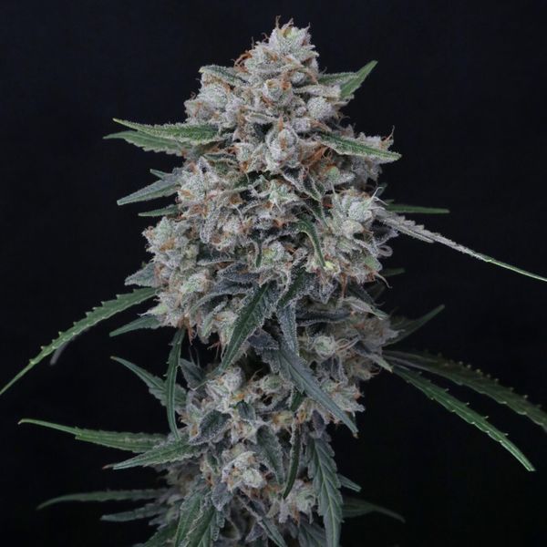 Whipped Runtz Auto (Pure Instinto) Feminizada