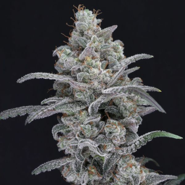 Chimera Crasher (Pure Instinto) Feminizada