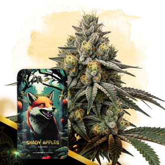 Shady Apples Autoflower (Zamnesia Seeds) feminizada