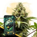 Citrus Venom Autoflower (Zamnesia Seeds) feminizada