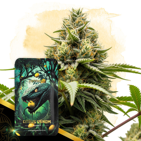 Citrus Venom Autoflower (Zamnesia Seeds) feminizada