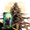 Raspberry Howl Autoflower (Zamnesia Seeds) feminizada
