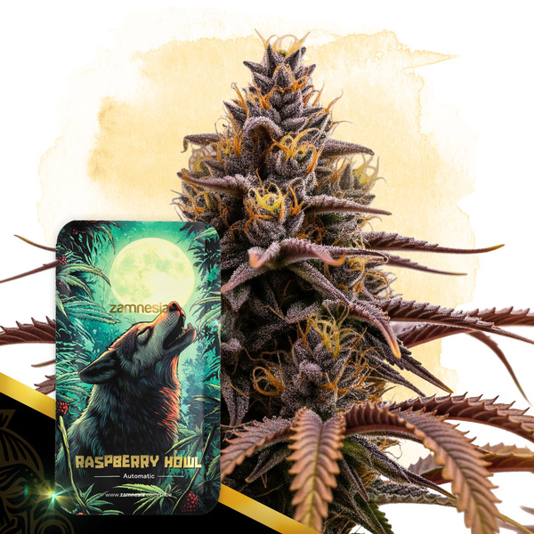 Raspberry Howl Autoflower (Zamnesia Seeds) feminizada