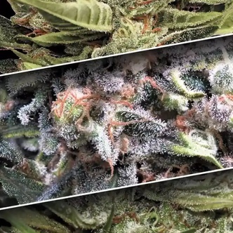 Auto Collection Pack 1 (Paradise Seeds) feminizadas