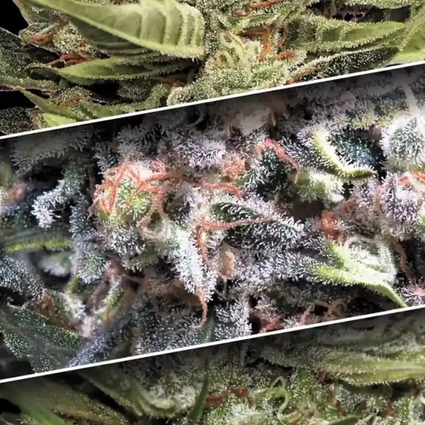 Auto Collection Pack 1 (Paradise Seeds) feminizadas