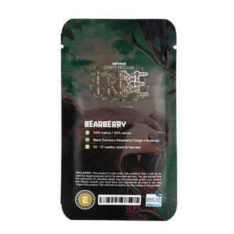 Bearberry Autoflorescente (Zamnesia Seeds) feminizada