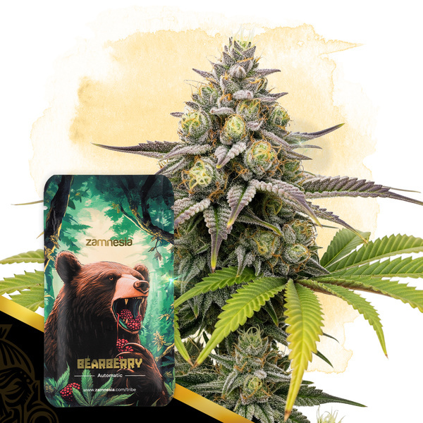 Bearberry Autoflorescente (Zamnesia Seeds) feminizada