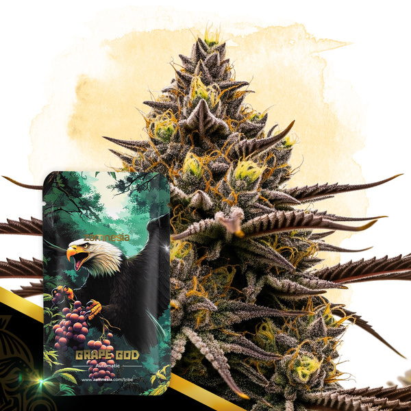Grape God Autoflorescente (Zamnesia Seeds) feminizada