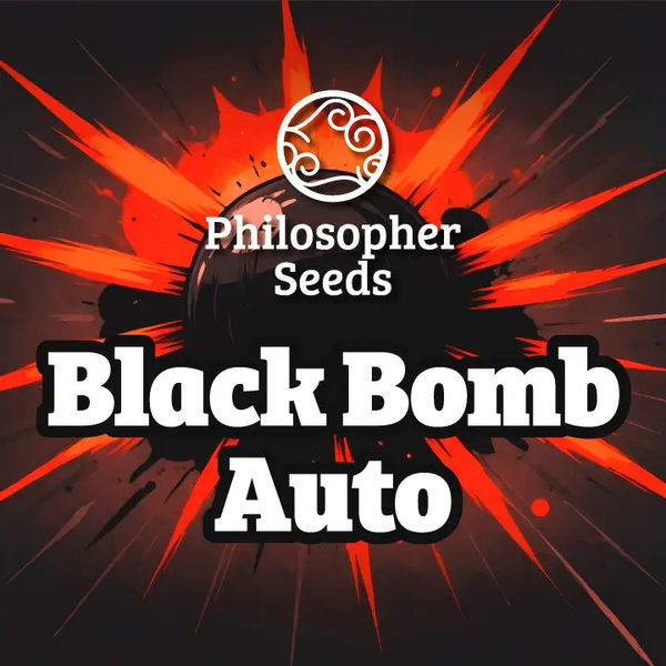 Black Bomb Auto (Philosopher Seeds) feminizada
