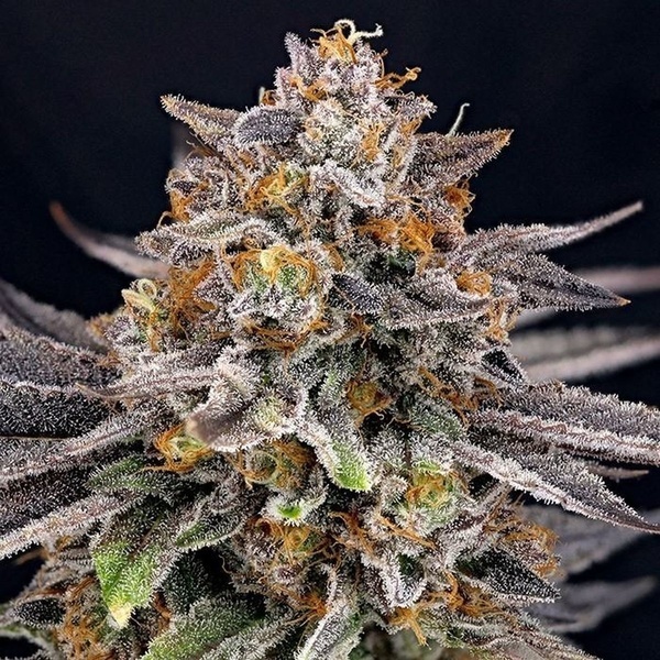 CandyGaz (Ripper Seeds) feminizada