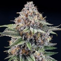 EyeBallz (Ripper Seeds) feminizada