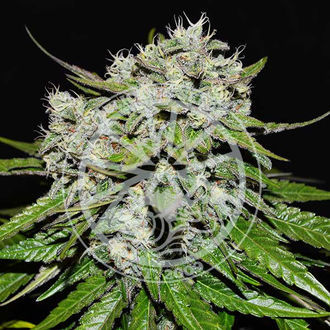 Neville’s Rose Auto (Delicious Seeds) feminizada