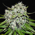 Neville’s Rose Auto (Delicious Seeds) feminizada