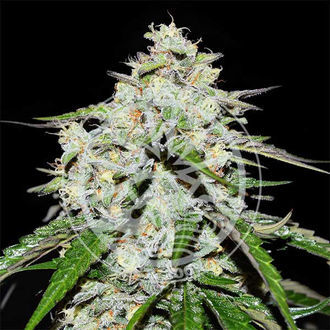 Space Cookies Auto (Delicious Seeds) feminizada