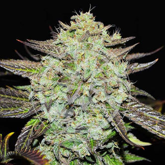 Purple Mango Kush (Delicious Seeds) feminizada