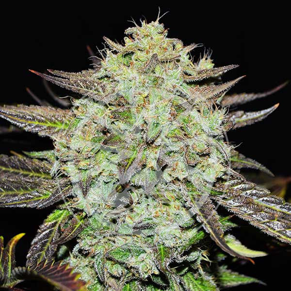 Purple Mango Kush (Delicious Seeds) feminizada