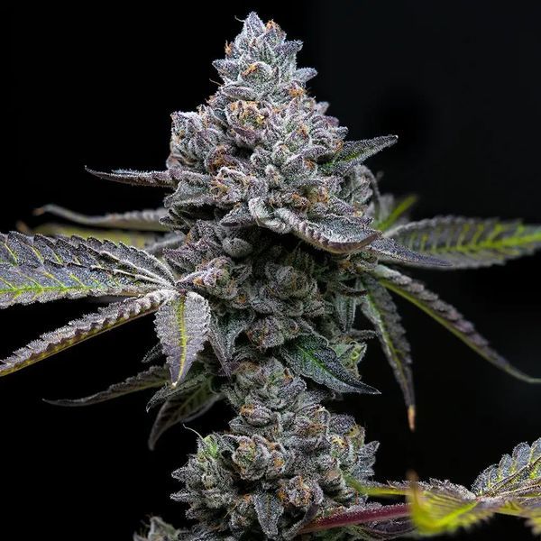 Apple Fritter (Barney's Farm) Feminizada