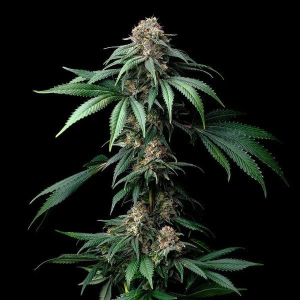 Mendo Breath (Barney's Farm) feminizada