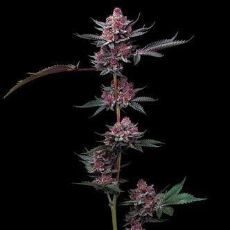 Cherry Poppers (Barney's Farm) Feminizada