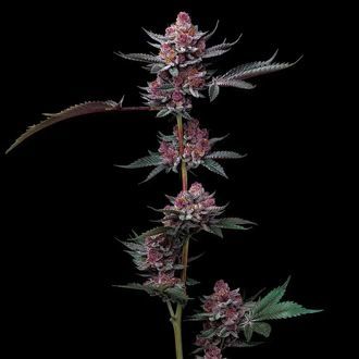 Cherry Poppers (Barney's Farm) Feminizada