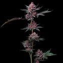 Cherry Poppers (Barney's Farm) Feminizada