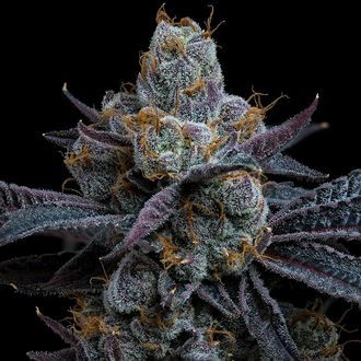 White Runtz (feminizada – Barney's Farm)