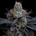 White Runtz (feminizada – Barney's Farm)
