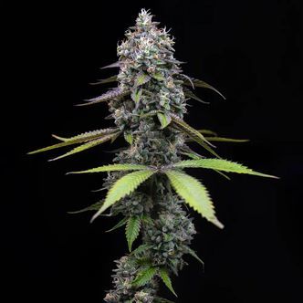 Zoap (Barney's Farm) Feminizada