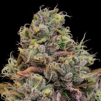 Chaos Cake (Anesia Seeds) Feminizada