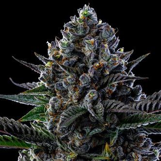 First Lady (Anesia Seeds) Feminizada