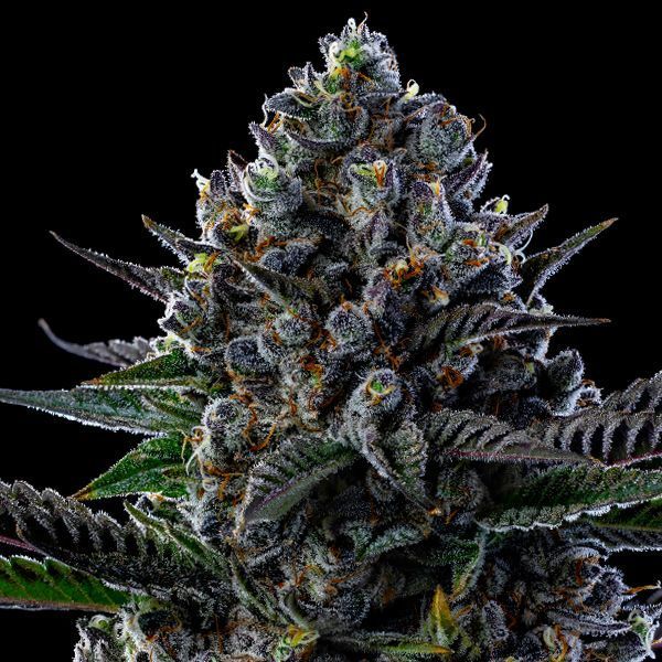 First Lady (Anesia Seeds) Feminizada